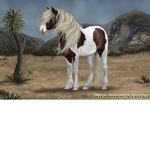 Joshua Tree Horse Rescue