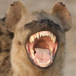 Hyena Wastelanders