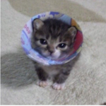 mias pets