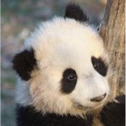 donate to wild life