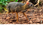 kozaki OLIWIERA