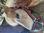 +*~Horse riders~*+