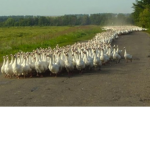 The Ancient Ducks