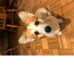 Puppy Land!