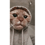 LongLive Animals