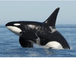 Orca studio’s