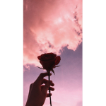 Sister Roses! :D