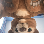 Don’t give me roebucks because I give you some