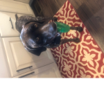 Doggos United defender base
