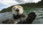 Amazing otters :)