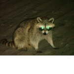 RacoonXD0