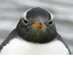 Penguins Forever Team!