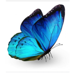 Fluttering Butterflies Family