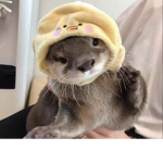 Otters are amazing