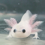 The only axolotl squad! :D