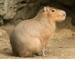 Capybaras crew