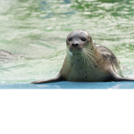 SEALS FORS LIFES