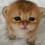 postpone