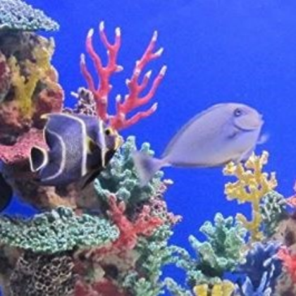 fish tank (2) Roblox decal