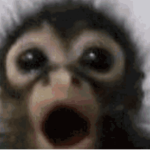 monke ggang