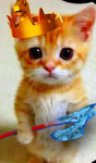 I miao belli