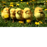 Chicks United