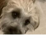 DOGS are cooooool