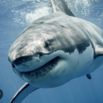 !SHARK PUPPET! Fans