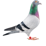 lil pidgions elites