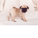 pug group yo