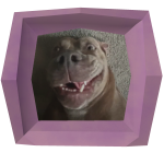 Good Boy On A Frame