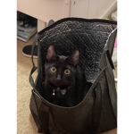 Onyx the cat