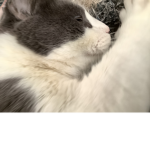 ######## IS CUTE