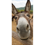The Donkey club 1.0 lol