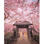 ~Sydney's Blossoms~
