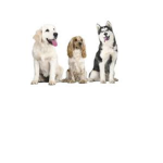 Epic Doggies