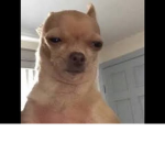 doggo group bc i said so