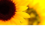 THE SUNFLOWERS THAT GROW TALL