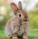 Bunny army attack
