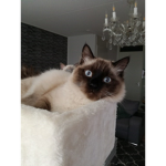 the cute wolfie,s