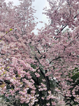 Every day we ware pink