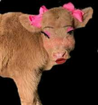 SLAY COW