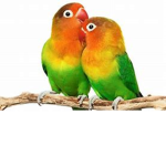Bird friends!