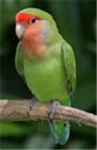 Peach-face Lovebird Lovers (PFLL)