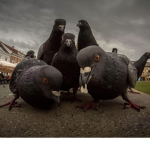 Chaotic Bird Gang