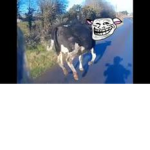 Moooooos
