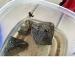 The wood frogs