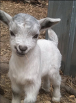 Baby Goat Productions
