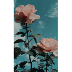 Aiva’s roses