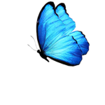 The butterfly 's